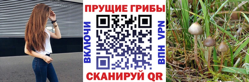 Псилоцибиновые грибы GOLDEN TEACHER  Купить где  Мариинский Посад 